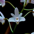 Dendrobium x delicatum