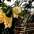 Dendrobium densiflorum