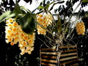 Dendrobium densiflorum