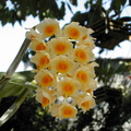 Dendrobium densiflorum