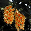 Dendrobium densiflorum