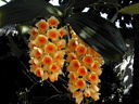 Dendrobium densiflorum