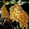 Dendrobium densiflorum