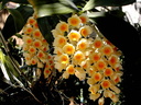 Dendrobium densiflorum