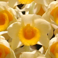 Dendrobium densiflorum