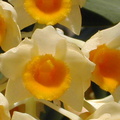 Dendrobium densiflorum