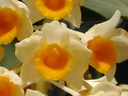 Dendrobium densiflorum