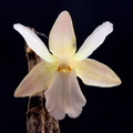 Dendrobium derryi