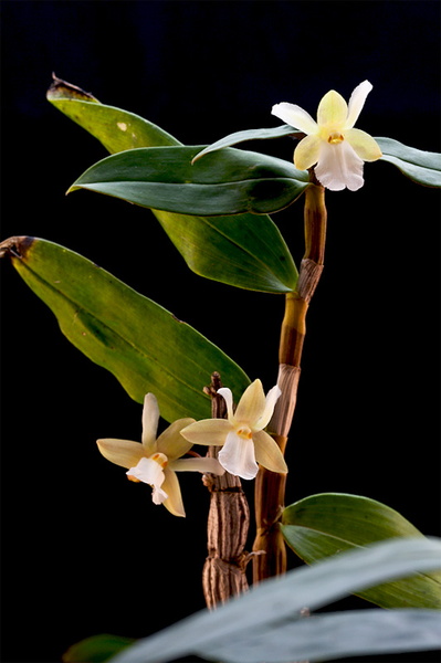 Dendrobium derryi