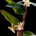 Dendrobium derryi