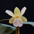 Dendrobium derryi