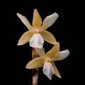 Dendrobium derryi