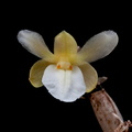 Dendrobium derryi