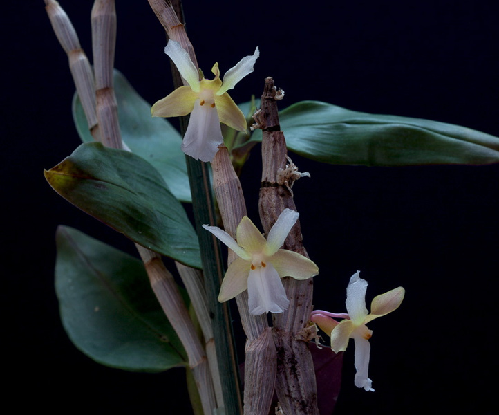 Dendrobium derryi