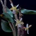 Dendrobium derryi