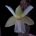 Dendrobium derryi