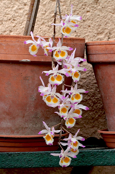 Dendrobium_devonianum1.jpg