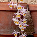 Dendrobium devonianum