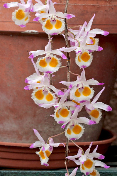 Dendrobium devonianum