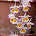 Dendrobium devonianum