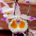 Dendrobium devonianum