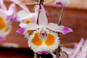 Dendrobium devonianum