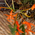 Dendrobium dickasonii