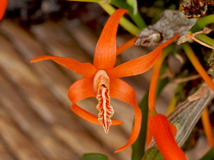 Dendrobium dickasonii
