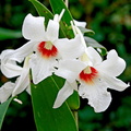 Dendrobium_draconis1.jpg