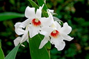 Dendrobium draconis