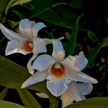 Dendrobium draconis