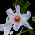 Dendrobium draconis