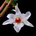 Dendrobium draconis