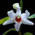 Dendrobium draconis