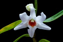 Dendrobium draconis