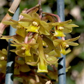 Dendrobium epidendropsis