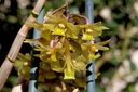 Dendrobium epidendropsis