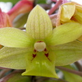 Dendrobium epidendropsis