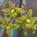 Dendrobium epidendropsis