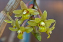 Dendrobium epidendropsis