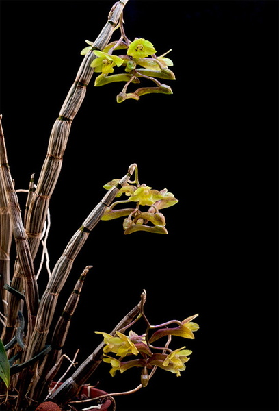 Dendrobium_epidendropsis4.jpg