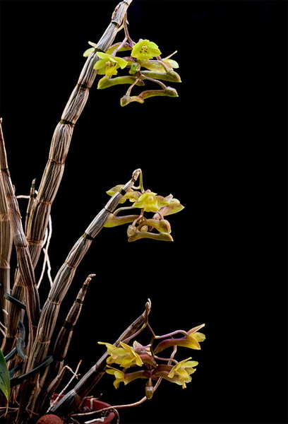 Dendrobium epidendropsis