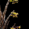 Dendrobium epidendropsis