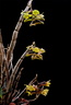 Dendrobium epidendropsis