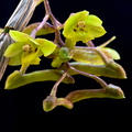 Dendrobium epidendropsis