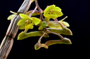 Dendrobium epidendropsis