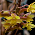 Dendrobium epidendropsis