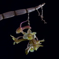 Dendrobium epidendropsis