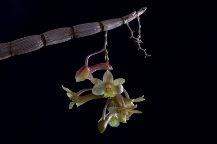 Dendrobium epidendropsis