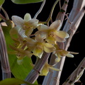 Dendrobium epidendropsis